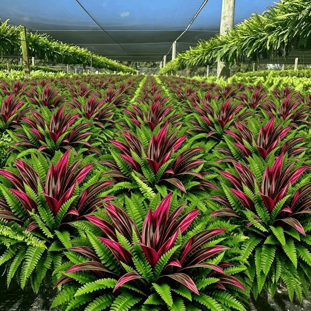 🔥LAST DAY SPECIAL 50% 🌿UV-Resistant Artificial Fern & Red Dracaena Decorative Plants – Full, Lush & Fade-Resistant!
