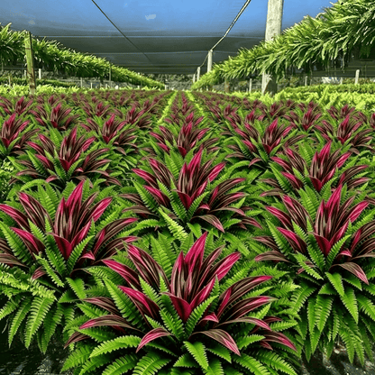 🔥LAST DAY SPECIAL 50% 🌿UV-Resistant Artificial Fern & Red Dracaena Decorative Plants – Full, Lush & Fade-Resistant!